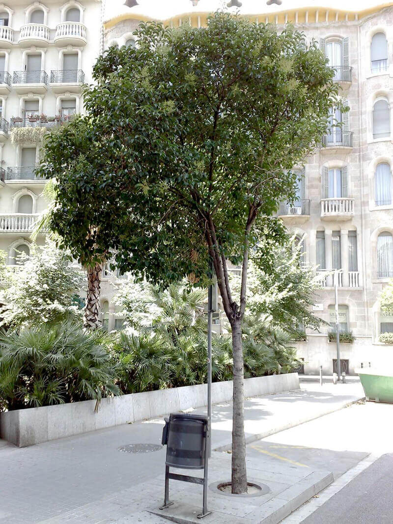 Los árboles más alérgicos en Barcelona - Alergia Barcelona -