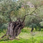 alergia al polen del olivo